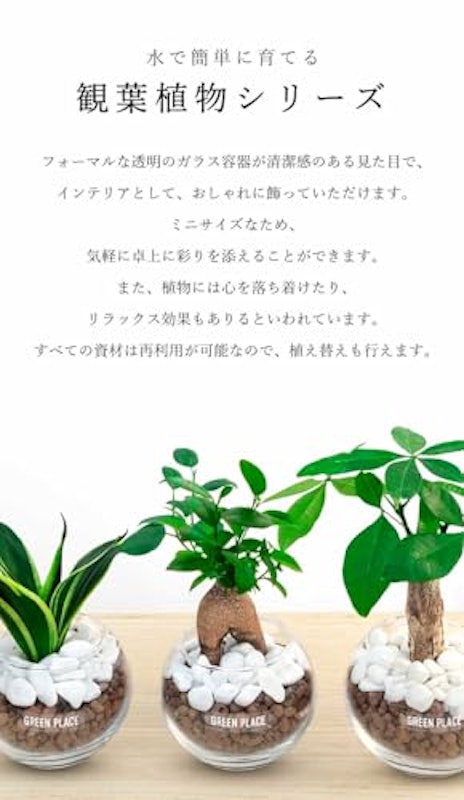 パキラ バルーン鉢 2