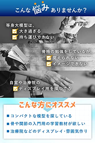 全身骨格模型 3