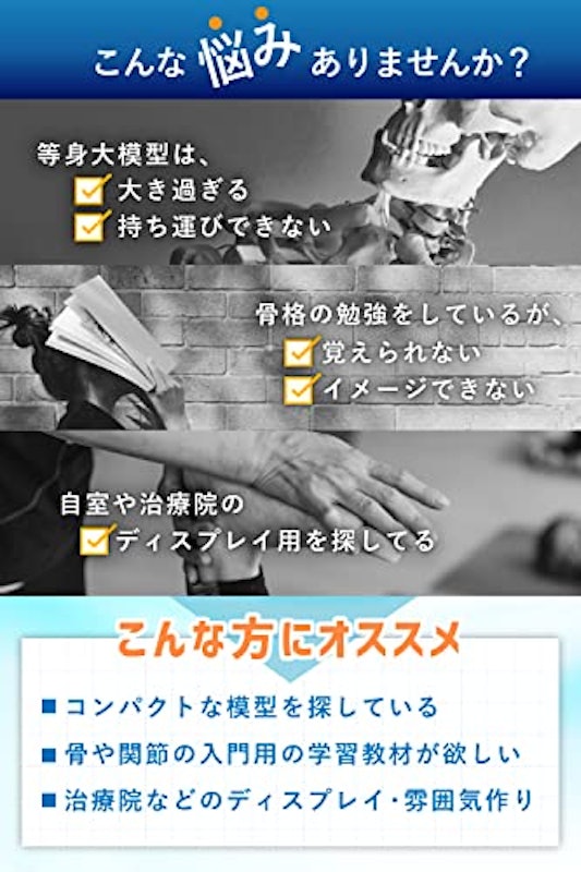 全身骨格模型 3