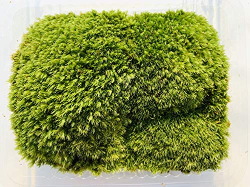 苔のおすすめ人気ランキング【2026年6月】 1
