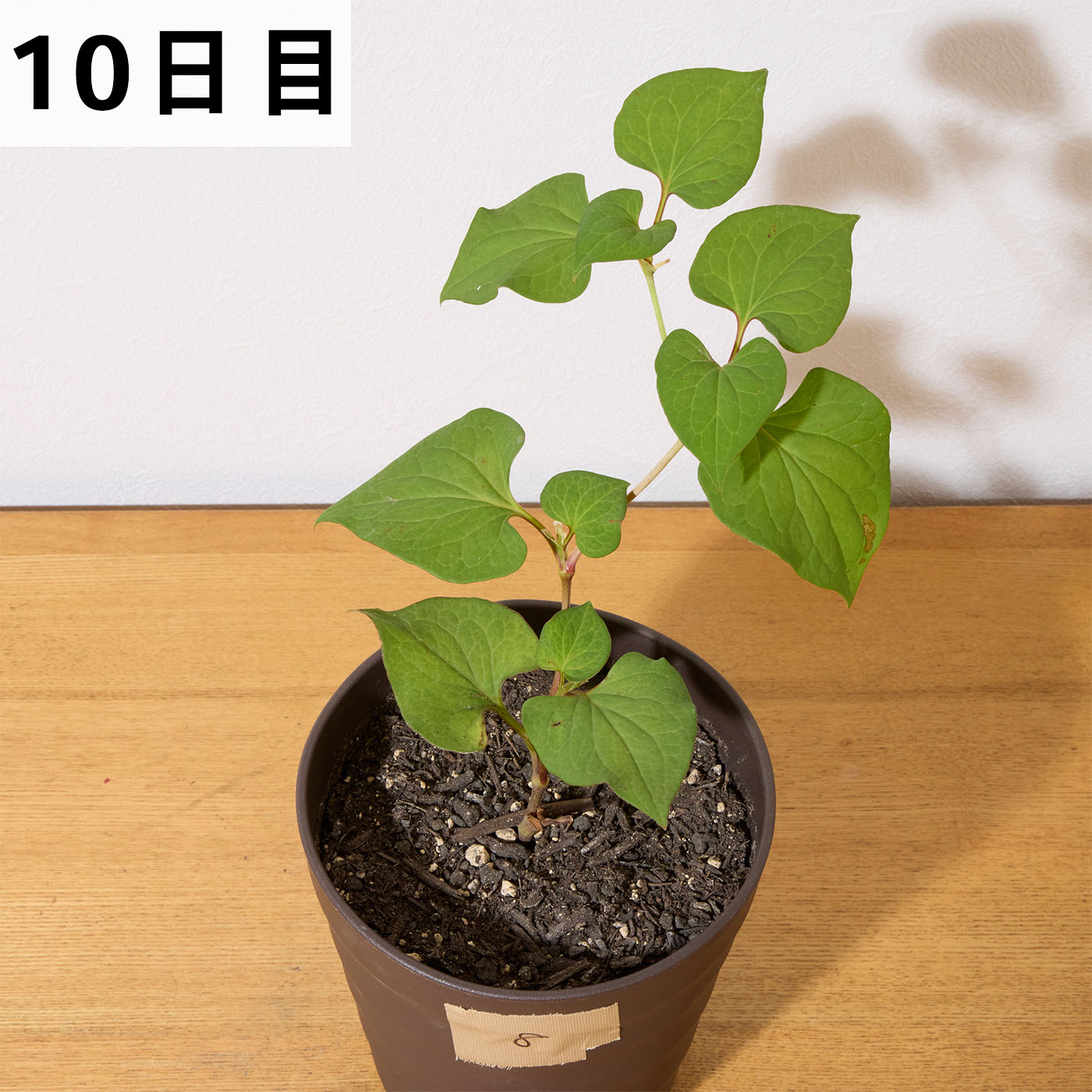 はやく効くお酢の除草剤 11
