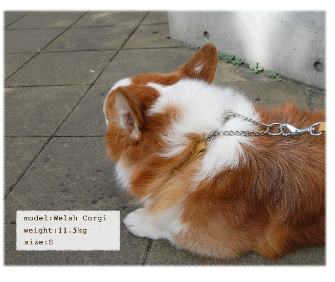 21年 犬用ハーフチョークのおすすめ人気ランキング15選 Mybest