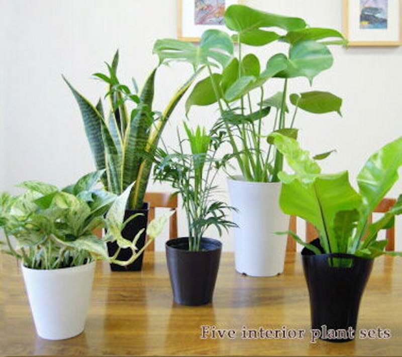 22年 観葉植物のおすすめ人気ランキング28選 Mybest 22年 観葉植物のおすすめ人気ランキング28選 Mybest