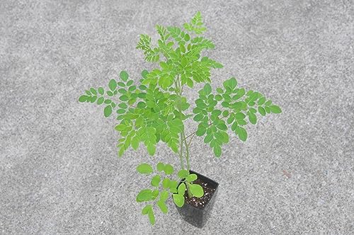 モリンガ ワサビノキ 苗 1
