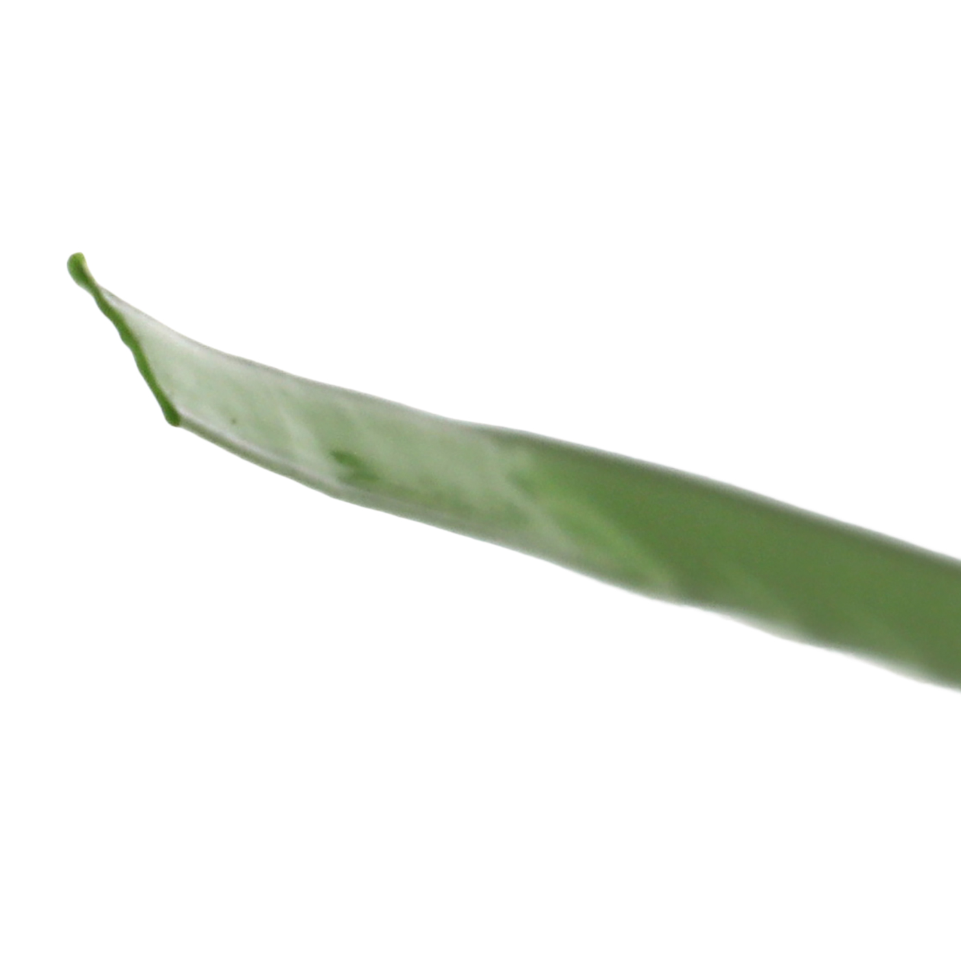 人工芝 7