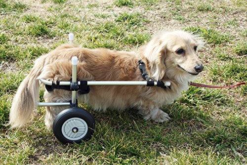 犬用車椅子のおすすめ人気ランキング【2024年】 | マイベスト