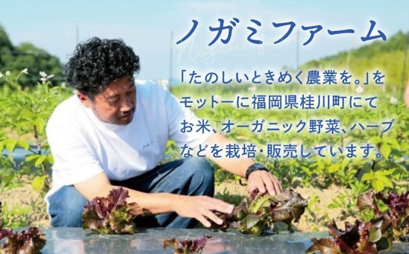 ノガミファームの玄米 7