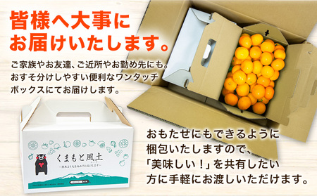 訳あり くまもと小玉みかん 4