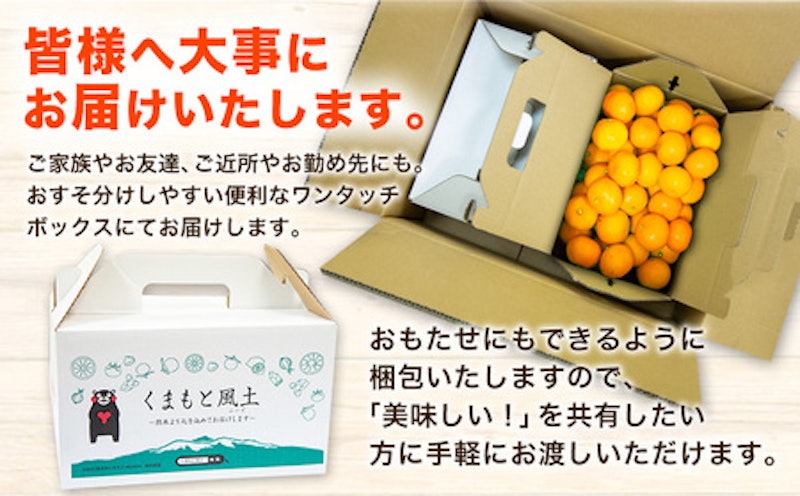 訳あり くまもと小玉みかん 4