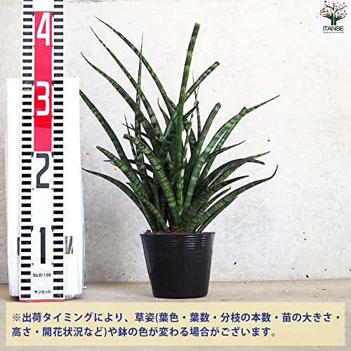 サンスベリア  ファーンウッド 2