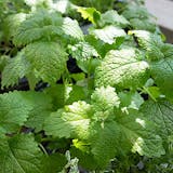 22年 ハーブ初心者向け苗のおすすめ人気ランキング10選 Mybest 22年 ハーブ初心者向け苗のおすすめ人気ランキング10選 Mybest