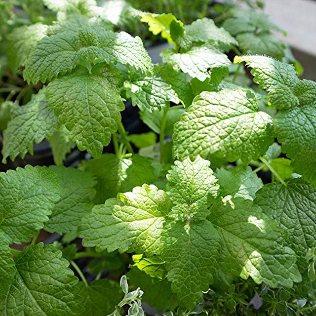 Dpjldhvpvg3hem Dpjldhvpvg3hem