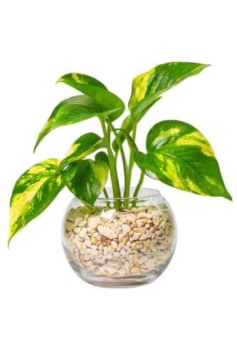 多肉植物のおすすめ人気ランキング【2026年9月】 3