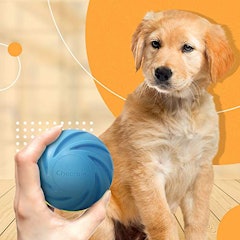 21年 犬用留守番おもちゃのおすすめ人気ランキング10選 Mybest 21年 犬用留守番おもちゃのおすすめ人気ランキング10選 Mybest