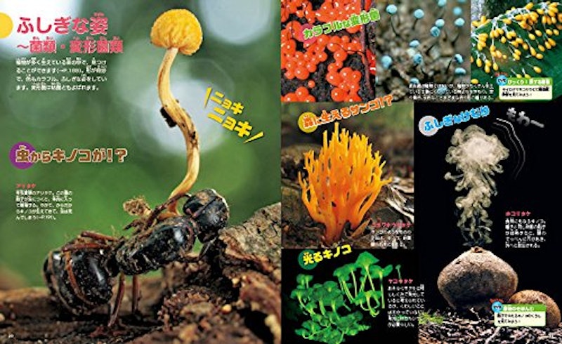 講談社の動く図鑑MOVE 植物 4