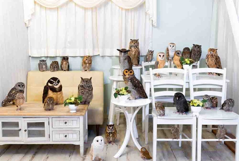 21年 東京都内のフクロウカフェのおすすめ人気ランキング10選 Mybest 21年 東京都内のフクロウカフェのおすすめ人気ランキング10選 Mybest