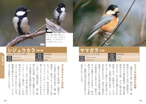 散歩や旅先で出会う野鳥図鑑 3