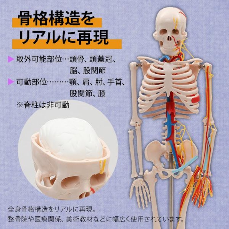 7ウェルネ 全身骨格模型(主要動脈・静脈・神経付) 1/2サイズ 5