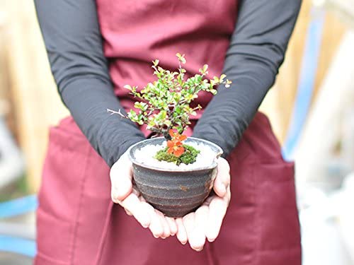 かわいいミニ長寿梅の盆栽 藤久手造り小鉢 4