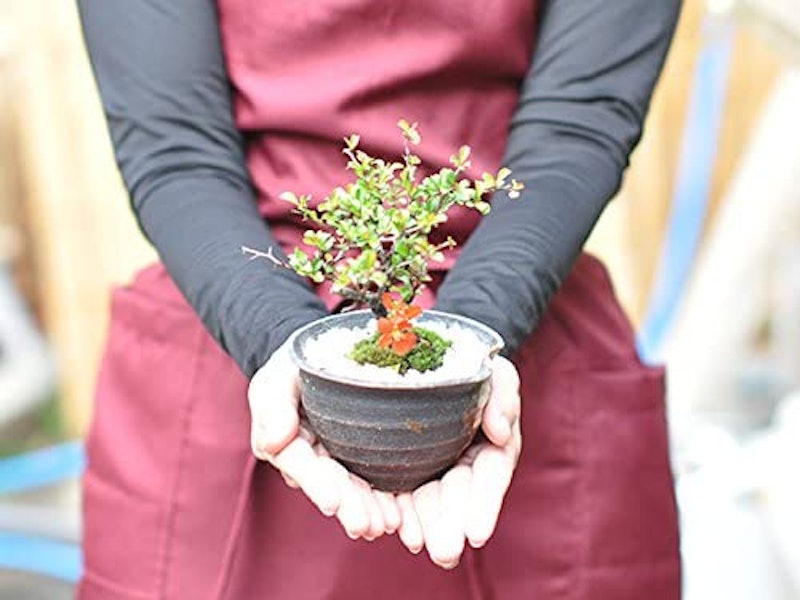 かわいいミニ長寿梅の盆栽 藤久手造り小鉢 4