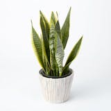 新築・引越し祝いに贈る観葉植物のおすすめ人気ランキング【2026年】 3