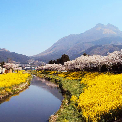 由布院温泉 榎屋旅館 5