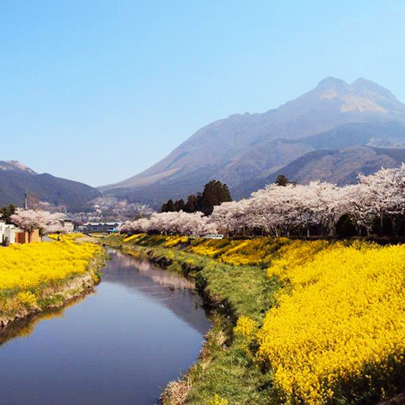 由布院温泉 榎屋旅館 5