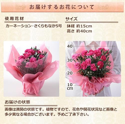 カーネーション鉢植え 3