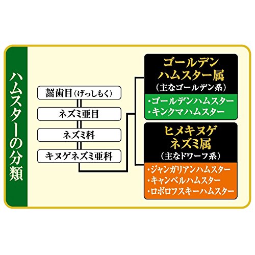 ハムスタープレミアムフード ゴールデン専用 4