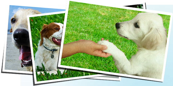 東京都内の犬のしつけ教室おすすめ10選 パピーから成犬まで Mybest