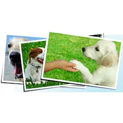 22年 東京都内の犬しつけ教室 のおすすめ人気ランキング19選 Mybest 22年 東京都内の犬しつけ教室 のおすすめ人気ランキング19選 Mybest