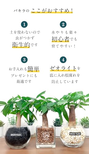 土を使わない観葉植物 4