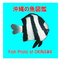 22年 魚図鑑アプリのおすすめ人気ランキング8選 Mybest