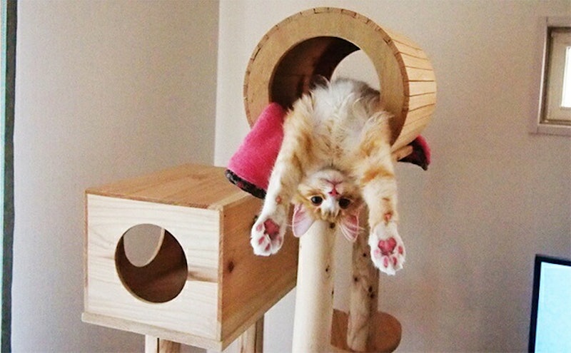 猫まみれツリーハウス 4