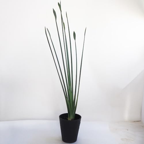 【本日更にお値下げ】ストレリチア 観葉植物 激安 本日更にお値下げ】ストレリチア 観葉植物 激安 【公式通販】