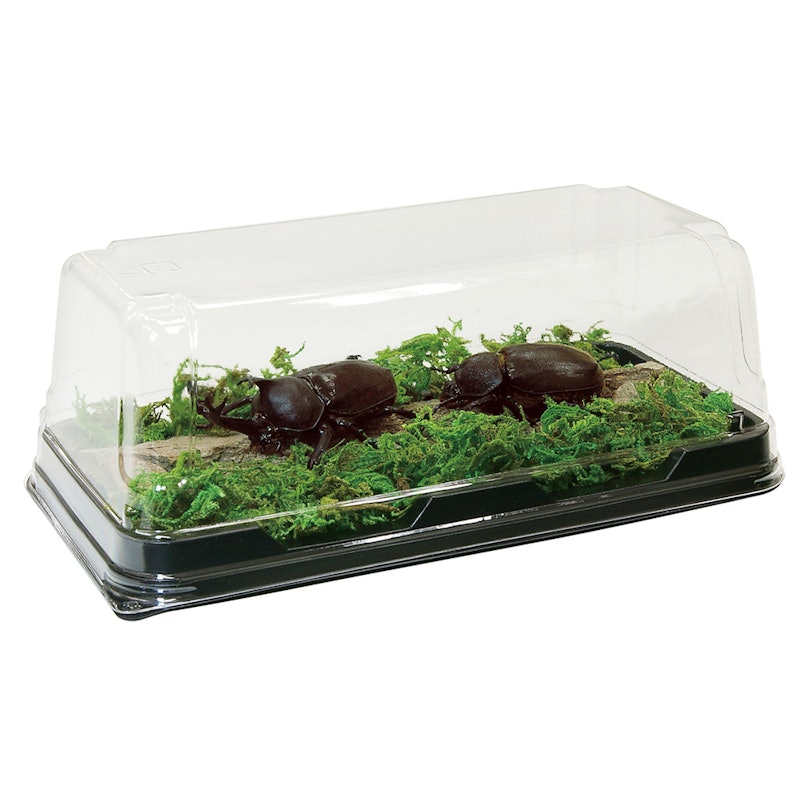はじめてのかんたん昆虫標本セット 2