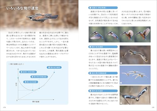 華麗なる野鳥飛翔図鑑 6