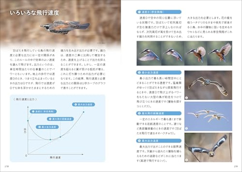 華麗なる野鳥飛翔図鑑 6