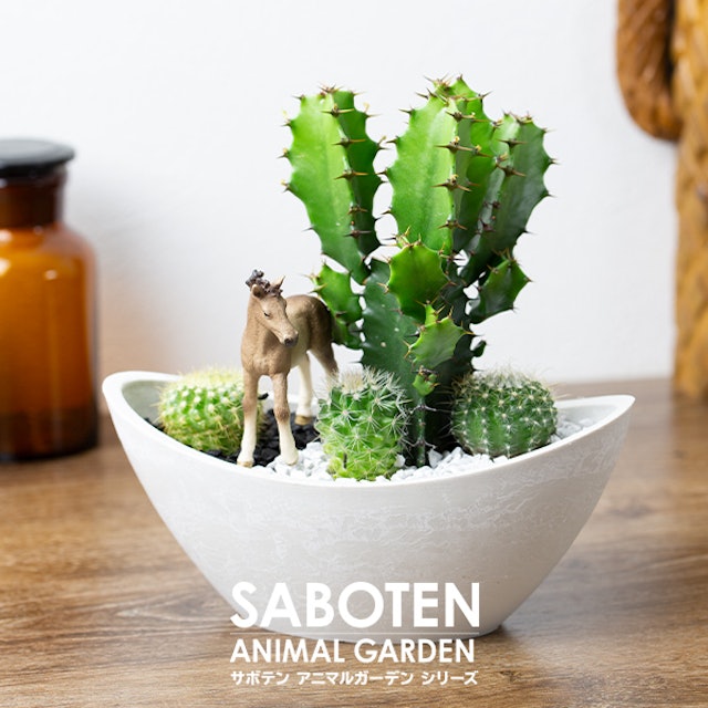 22年 サボテンのおすすめ人気ランキング11選 Mybest 22年 サボテンのおすすめ人気ランキング11選 Mybest