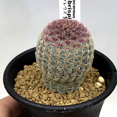 21年 サボテンのおすすめ人気ランキング11選 Mybest