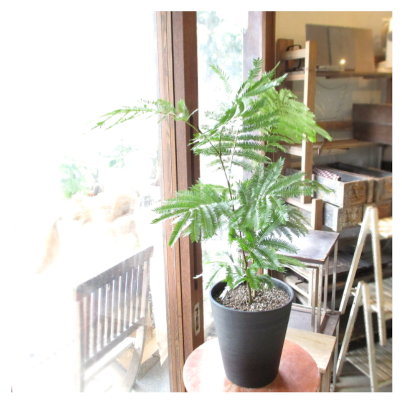 エバーフレッシュ ファイバー鉢 お皿付き エバーフレッシュのおすすめ エバーフレッシュ ファイバー鉢 お皿付き エバーフレッシュのおすすめ