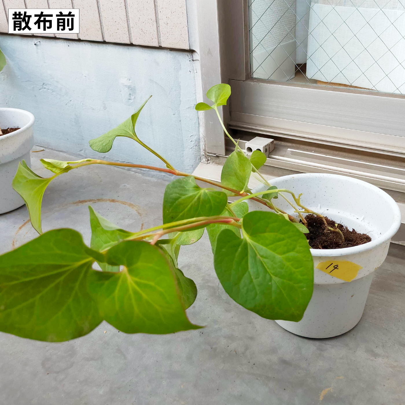 おうちの草コロリジョウロヘッド 4