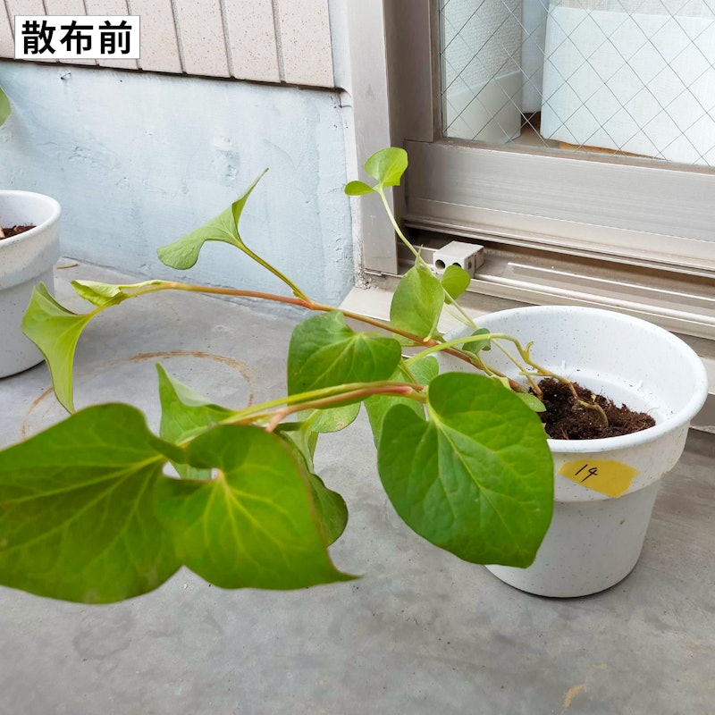 おうちの草コロリジョウロヘッド 4