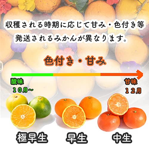 みかん YN26〜極早生 4