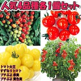フルーツトマトの苗のおすすめ人気ランキング【2026年7月】 5