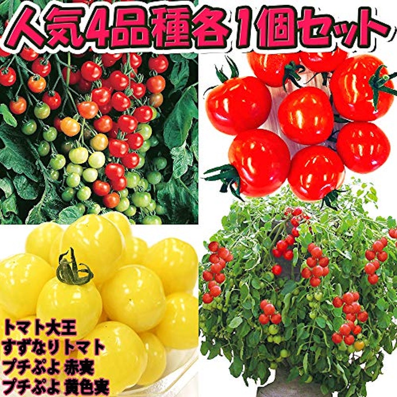 トマト苗 4品種セット 1