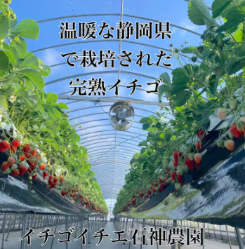 冷凍いちご 3