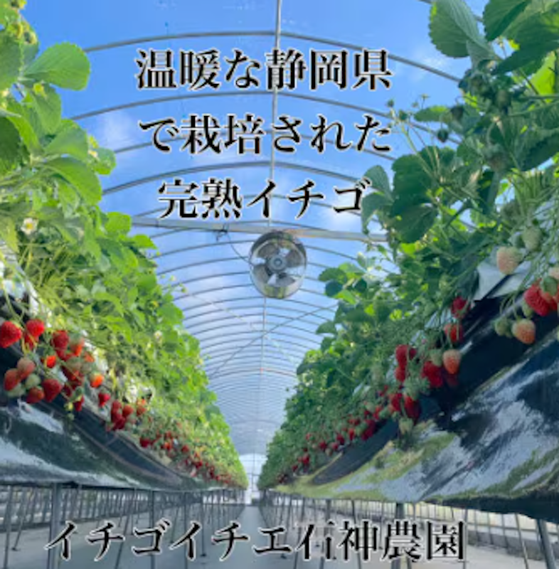 冷凍いちご 3