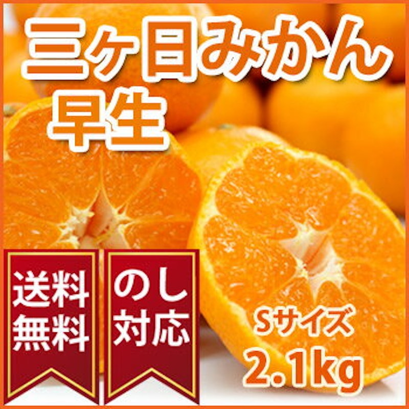 三ヶ日みかん 3