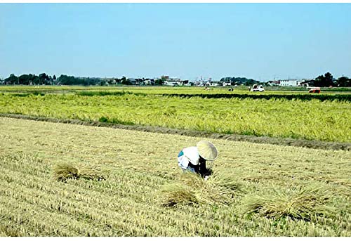 新潟県産 コシヒカリ 4